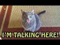 Cats Talking With Their Humans 2018 NEW