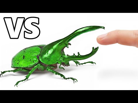 Insetos Mais Mortais vs. Dedo