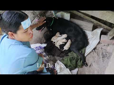 Woman Breastfeeding 9 Puppies Newborn And Feeding Mother Dog  In Village