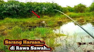 Download lagu MENCARI SARANG HARUAN di Rawa Sawah ~ Casting Ikan Gabus mp3