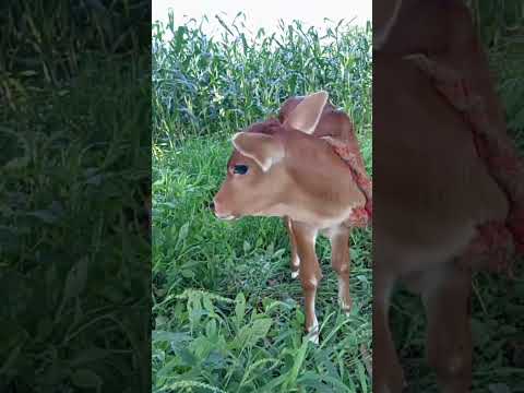 gay ka bachada #beautiful #nice hashtags hot #viral