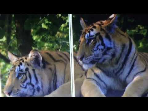 Toon story 2 part 11 spix macaw switch/the bird aisle