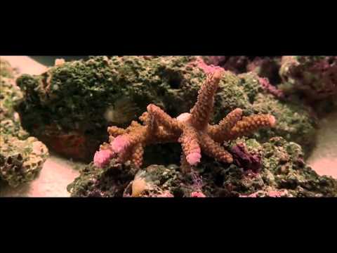 DJ JUMP & JENNY DEE feat  LEXTER   King Of The World club mix