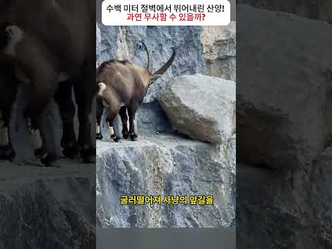 수백 미터 절벽에서 뛰어내린 산양!  과연 무사할 수 있을까?  #눈표범 #산양 #야생동물 #생존본능 #자연의세계