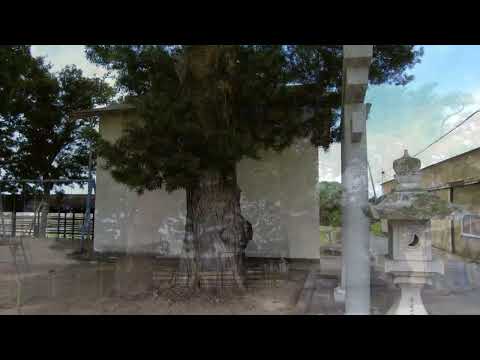 牛頭天王社のクスノキ