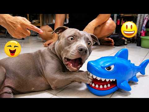 I Wanted a Dog, But God Gave Me a Comedian! 🐶😂| TOP Funny Dog Videos 2026 #8