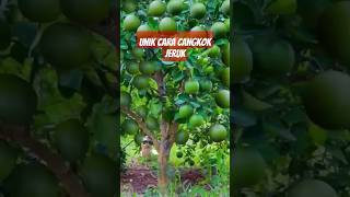 Download lagu Amazing unik cara cangkok pohon jeruk #lemontree #grafting #mango #fruit mp3 Download lagu Amazing unik cara cangkok pohon jeruk #lemontree #grafting #mango #fruit mp3