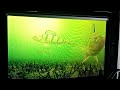 Video Thumbnail for Losing a big perch (Eyoyo underwater camera)#icefishing #shorts #panfishing