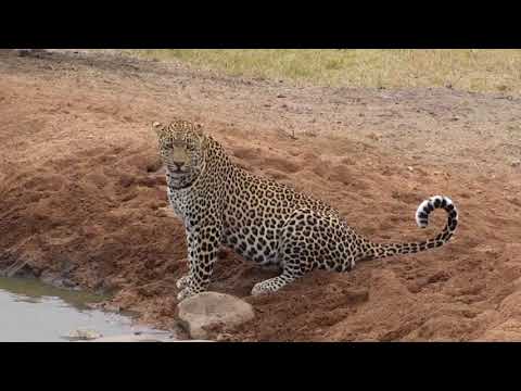 Djuma: Hosana male leopard getting a drink - 09:23 - 09/16/18