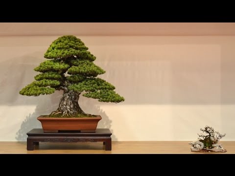 Bonsai exhibition at the Noelanders Trophy 2015