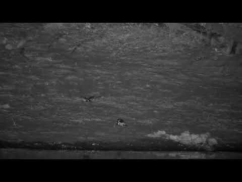 Djuma: Blacksmith Lapwing parent and chicks-watch how two make short flight - 01:15 - 09/27/2022