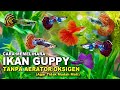 CARA MEMELIHARA IKAN GUPPY TANPA MESIN AERATOR PEMULA