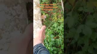 Download lagu penampakan harimau sumatra dikebun warga #indonesia #acehtenggara #harimau #buas #binatang #kebun mp3