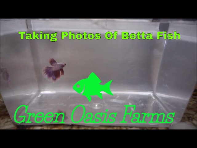 Getting Pictures Of My Betta Fish While doing Water Changes