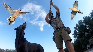 DOVE Hunting Texas {Catch Clean Cook} Best Dove Poppers EVER