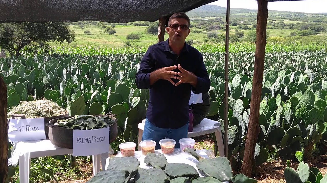 Uso da Palma Forrageira na Alimentação Animal