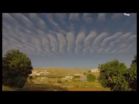 Vitalba : Fiure di Palestina (traduite)