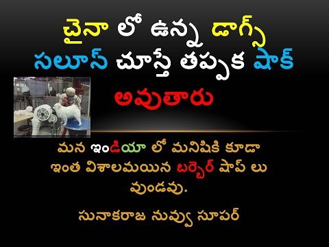 Chinese  Dogs Saloon , lavish saloon for dogs in china  Dogs the animals street dogs