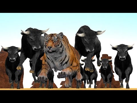 Giant Tiger vs Giant Bulls Fight Tiger Saved By Gorilla Wild Animal Fights Animal Revolt Epic Battle