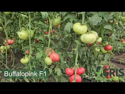 Buffalopink F1 - Cultura de tomate roz la Matca, jud. Galați, fermier Filimon Daniel