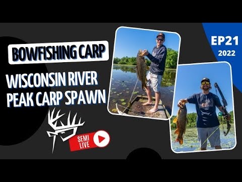 BOWFISHING CARP Wisconsin River PEAK SPAWN