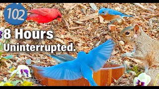 TV for Cats 😻 8 Hours of Bluebirds, Cardinal, Robins, Doves and Other Songbirds 🐦Uninterrupted CatTV
