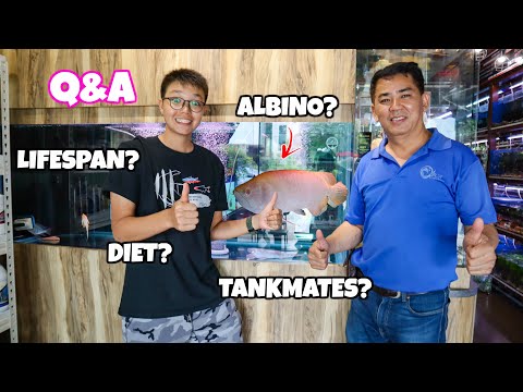 ASIAN AROWANA SPECIALIST Answers 10 Arowana Questions!!  AROWANA Q&A