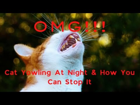 Why Does My Cat Yowl At Night? - How To Stop It