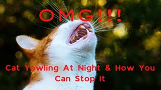 Why Does My Cat Yowl At Night? - How To Stop It