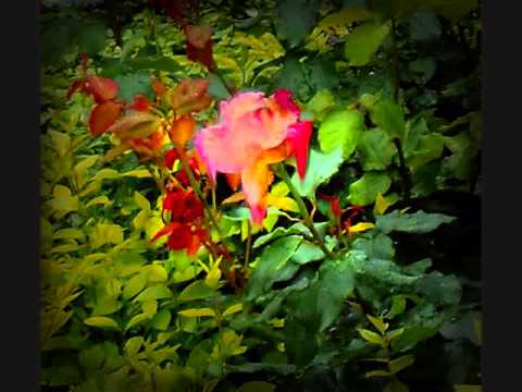 Cierń w Sercu - Opowiadanie Fantasy[Autorskie]