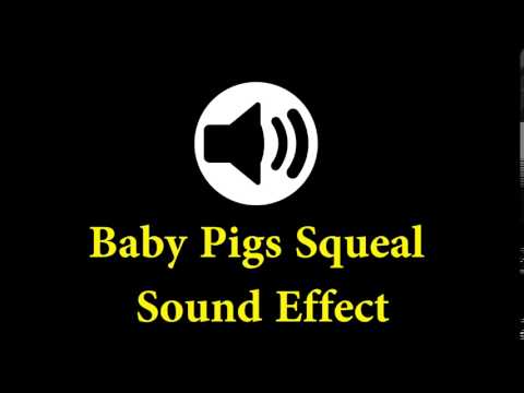 Baby Pigs Squeal Sound Effect - Cartoon Sound Effect