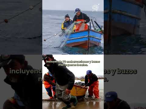 Denuncian que salmonera noruega se instaló sobre semillero de erizos en Las Guaitecas