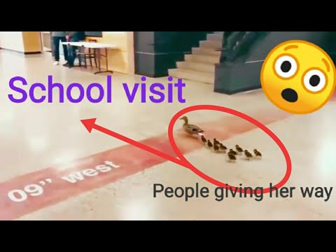 Mother duck 🦆 with her ducklings visit High School