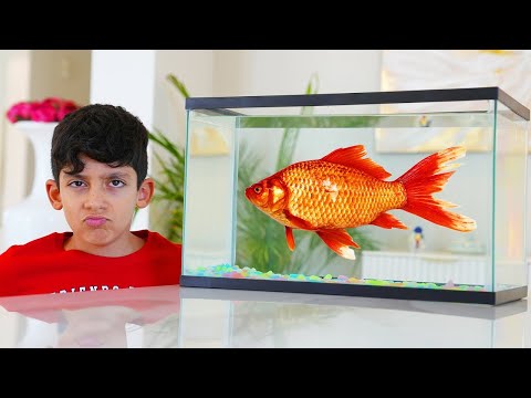 Jason cerca di essere responsabile e di prendersi cura dei suoi pesci