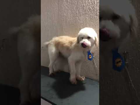 Vídeo de BR