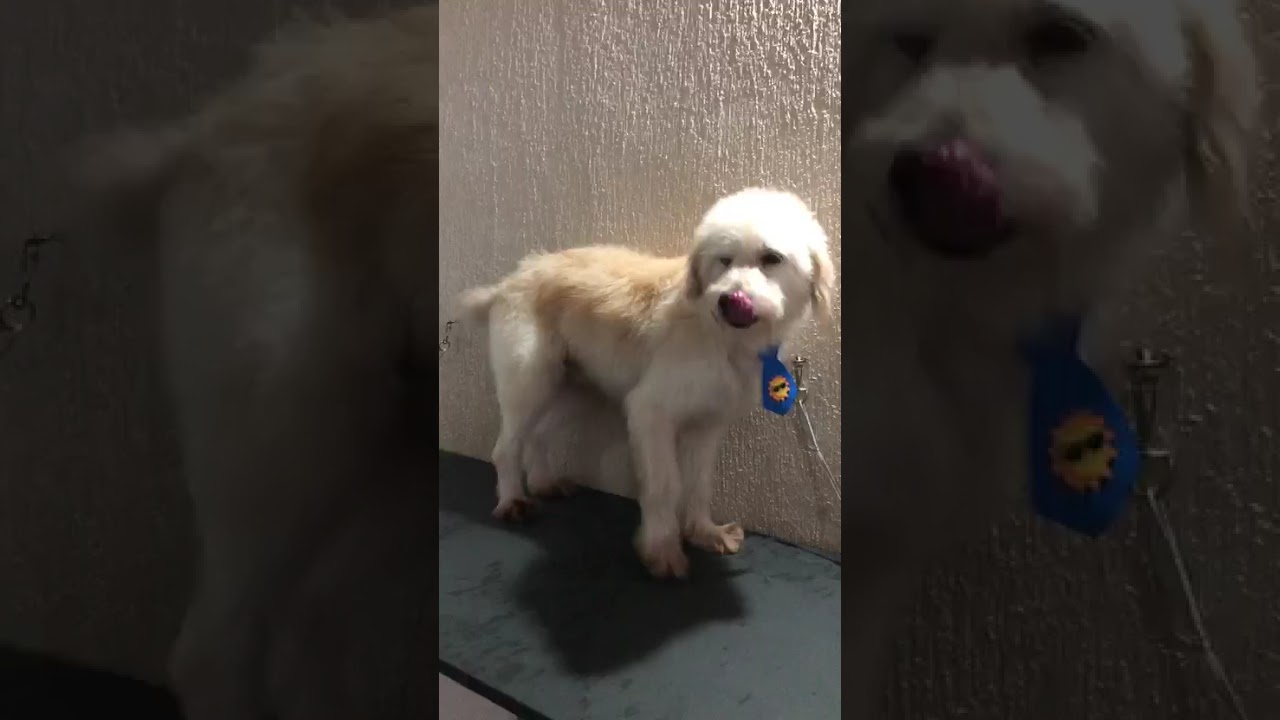 Cachorro raça SRD-ViraLata idade 2 anos nome BR