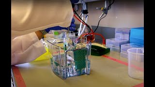 A Look inside the Lab: Gel Electrophoresis - Vaccine Makers Project