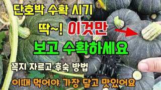단호박 수확시기 꼭지 자르고 후숙하는 방법 수확후 이때 드시면 가장 맛있습니다 #단호박수확시기 #단호박후숙