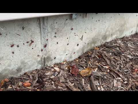 Exterior of Home Overrun with Boxelder Bugs in Allenhurst, NJ