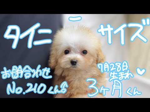 YouTube動画のサムネイル