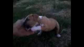 amerikai staffordshire terrier (ELEKTRA) Első szereplése.