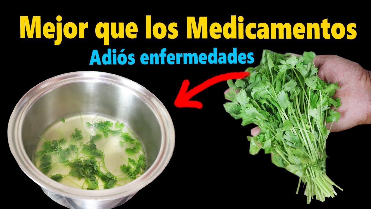 Le llaman el LEVANTA MUERTOS 🌿 Toma 1 Sola Taza después de Comer - Beneficios del Té de CILANTRO