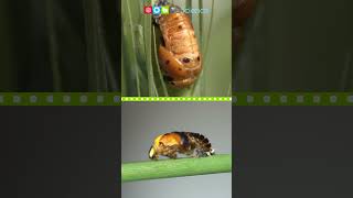 Ladybug Life Cycle #shorts  #ngscience