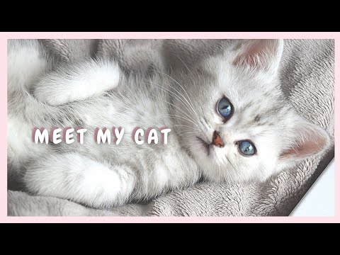 Getting a Kitten | First days of a Scottish straight cat at her new home~