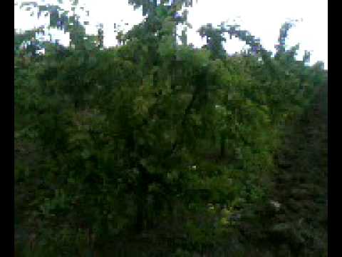 Livada de caisi , Vrancea   Din fructele acestei livezi , vor fi onorati , locuitorii sectorului 4  p ta Sudului  din 15 Iunie 2010