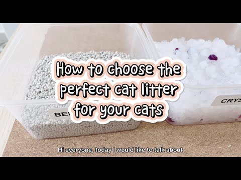 First time cat parents must watch on how to choose the perfect cat litter for your cats