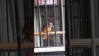 Download lagu wambi mini gacor zoss mp3