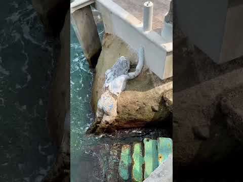 The Sirens of Cantinflas #shorts #cantinflas