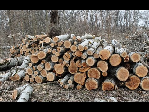 Курянин незаконно вырубил 600 деревьев и рискует сесть на семь лет