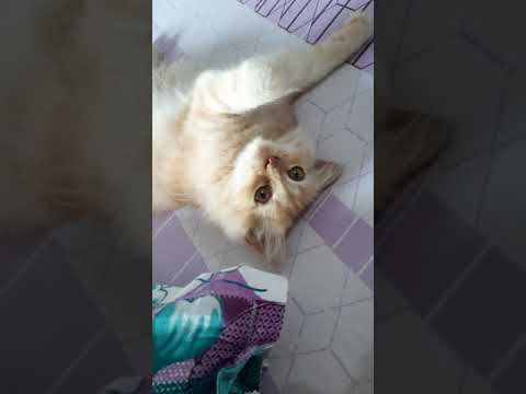 This hooman is annoying....shoo